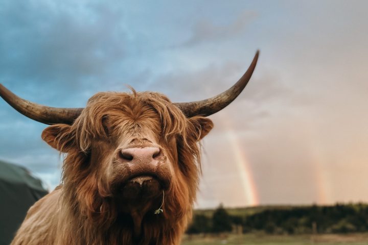 Caring for Highland Cattle in Ontario