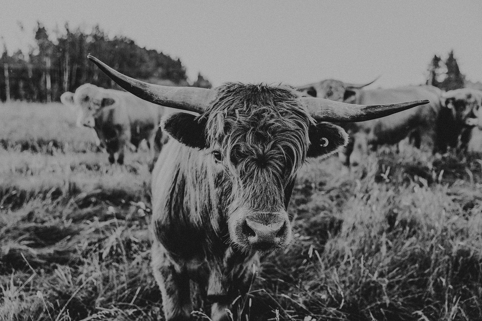 Highland Cattle