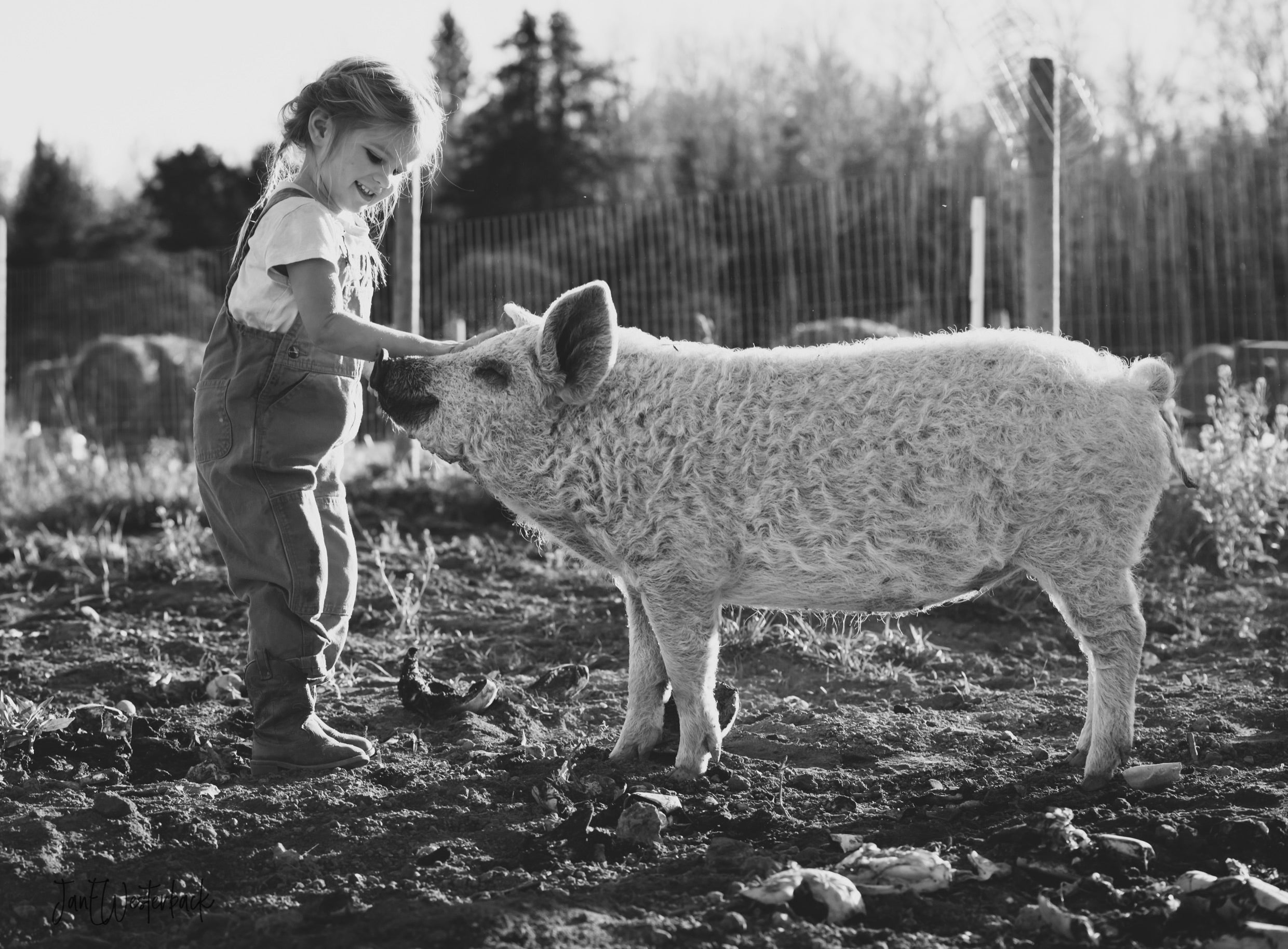 Mangalitsa pigs