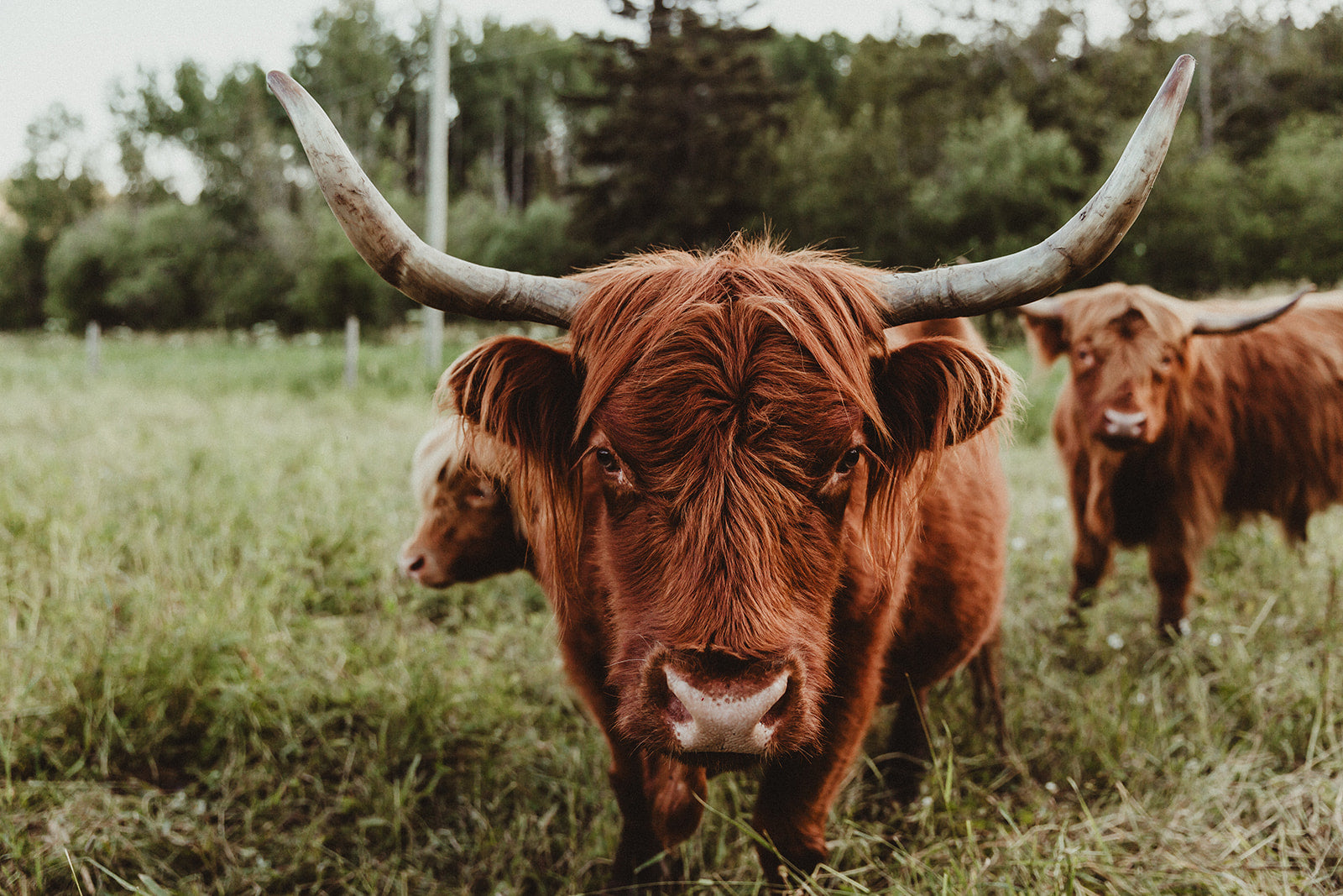 Highland Cattle