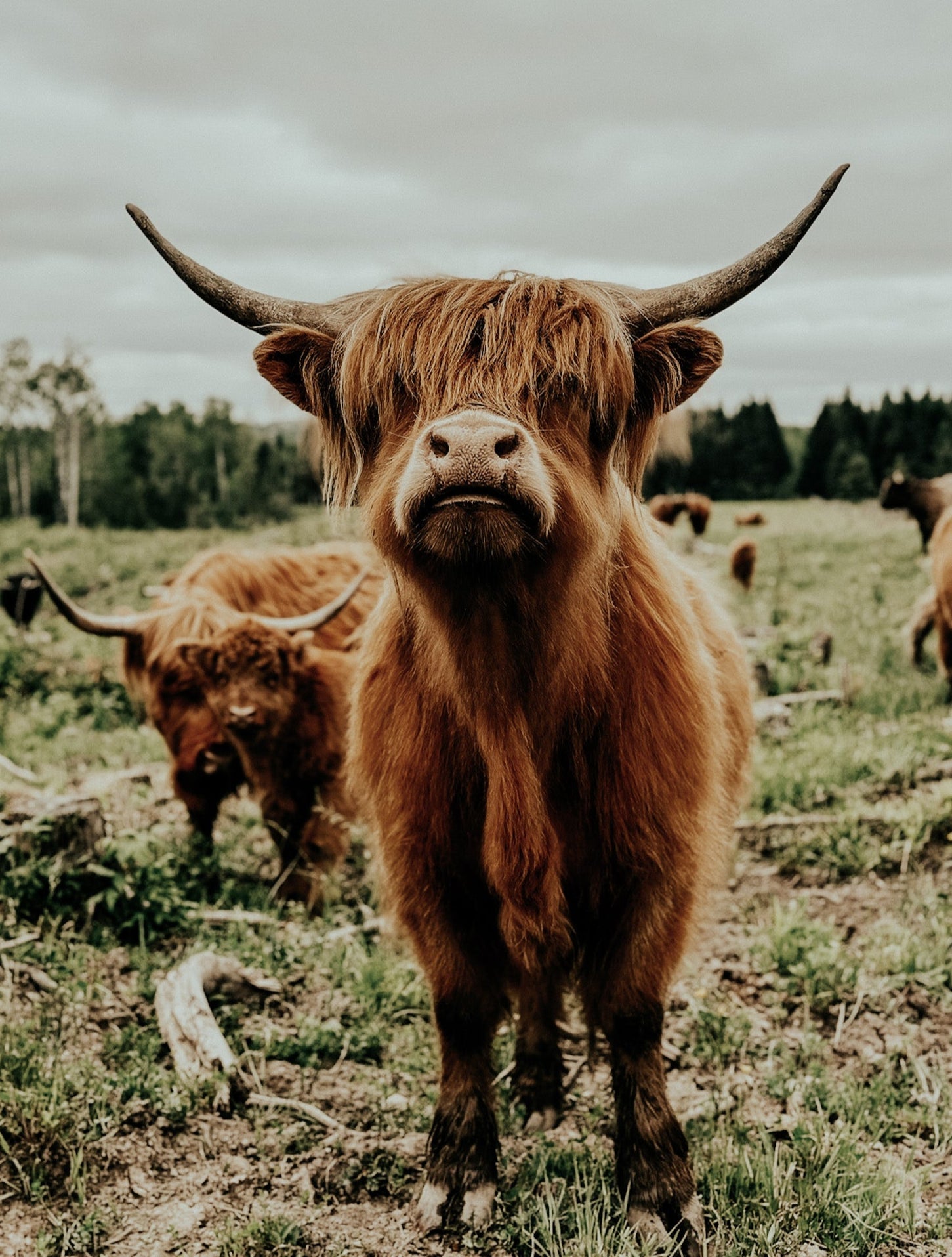 Highland Cattle