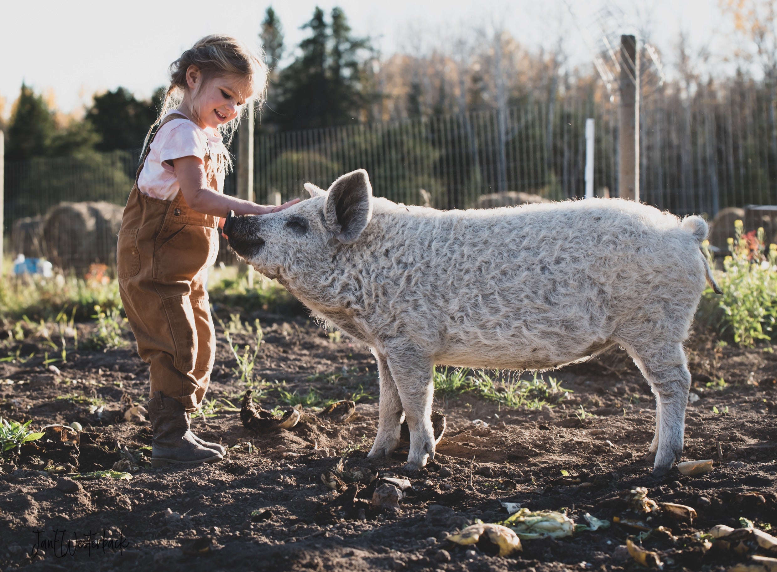 Mangalitsa Hogs